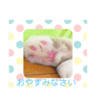 ラグドール 6ヶ月 ベル（個別スタンプ：12）