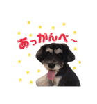 ミニチュアシュナウザー、るんちゃん（個別スタンプ：2）