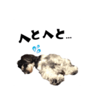 ミニチュアシュナウザー、るんちゃん（個別スタンプ：4）