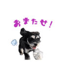 ミニチュアシュナウザー、るんちゃん（個別スタンプ：5）