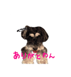 ミニチュアシュナウザー、るんちゃん（個別スタンプ：7）