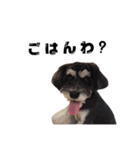 ミニチュアシュナウザー、るんちゃん（個別スタンプ：8）