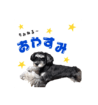 ミニチュアシュナウザー、るんちゃん（個別スタンプ：9）