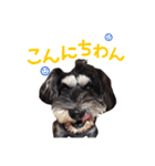 ミニチュアシュナウザー、るんちゃん（個別スタンプ：11）