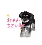 ミニチュアシュナウザー、るんちゃん（個別スタンプ：15）
