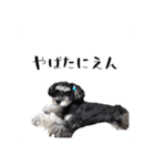 ミニチュアシュナウザー、るんちゃん（個別スタンプ：19）