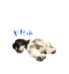 ミニチュアシュナウザー、るんちゃん（個別スタンプ：24）