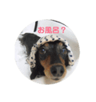新妻犬（個別スタンプ：1）
