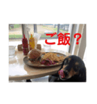新妻犬（個別スタンプ：2）