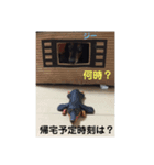 新妻犬（個別スタンプ：4）