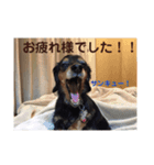 新妻犬（個別スタンプ：5）