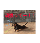 新妻犬（個別スタンプ：7）
