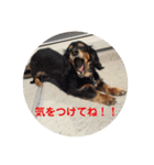 新妻犬（個別スタンプ：8）