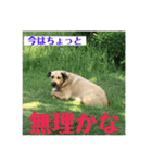 えんじぇるさんのスタンプ（個別スタンプ：16）