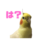 オカメインコ(チャメ)（個別スタンプ：3）