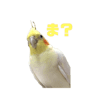 オカメインコ(チャメ)（個別スタンプ：4）