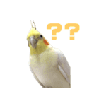オカメインコ(チャメ)（個別スタンプ：5）