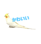 オカメインコ(チャメ)（個別スタンプ：7）