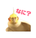 オカメインコ(チャメ)（個別スタンプ：10）