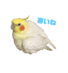 オカメインコ(チャメ)（個別スタンプ：11）