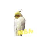 オカメインコ(チャメ)（個別スタンプ：13）