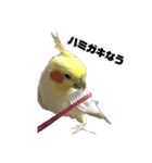 オカメインコ(チャメ)（個別スタンプ：14）