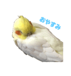 オカメインコ(チャメ)（個別スタンプ：15）