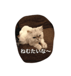犬猫ハムスター（個別スタンプ：1）