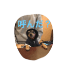 犬猫ハムスター（個別スタンプ：2）