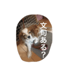 犬猫ハムスター（個別スタンプ：3）