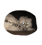 犬猫ハムスター（個別スタンプ：4）