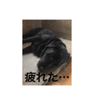 犬猫ハムスター（個別スタンプ：5）