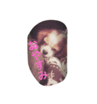 犬猫ハムスター（個別スタンプ：6）
