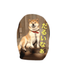 犬猫ハムスター（個別スタンプ：8）
