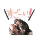 我が家のlocoちゃんver.2（個別スタンプ：5）