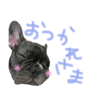 我が家のlocoちゃんver.2（個別スタンプ：20）