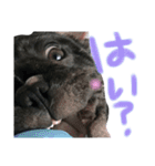 我が家のlocoちゃんver.2（個別スタンプ：21）