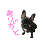 我が家のlocoちゃんver.2（個別スタンプ：23）