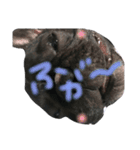 我が家のlocoちゃんver.2（個別スタンプ：24）
