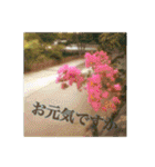 花と緑の日常写真 大人のあいさつ（個別スタンプ：10）