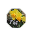 花と緑の日常写真 大人のあいさつ（個別スタンプ：14）