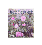 花と緑の日常写真 大人のあいさつ（個別スタンプ：16）