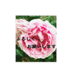 花と緑の日常写真 大人のあいさつ（個別スタンプ：23）
