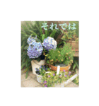 花と緑の日常写真 大人のあいさつ（個別スタンプ：25）