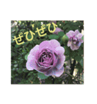 花と緑の日常写真 大人のあいさつ（個別スタンプ：30）