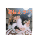 三毛猫ごぱん2（個別スタンプ：1）