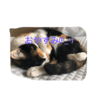三毛猫ごぱん2（個別スタンプ：2）