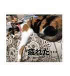 三毛猫ごぱん2（個別スタンプ：3）
