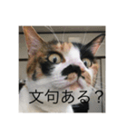 三毛猫ごぱん2（個別スタンプ：4）