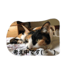 三毛猫ごぱん2（個別スタンプ：5）